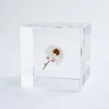 Sola Cube - Chamomile Sunray (Inner Beauty)