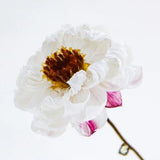 Sola Cube - Chamomile Sunray (Inner Beauty)