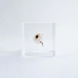 Sola Cube - Chamomile Sunray (Inner Beauty)