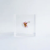 Sola Cube - Chamomile Sunray (Inner Beauty)