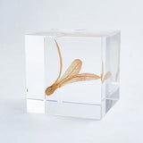 Sola Cube - Ant Tree (Catch The Flow)