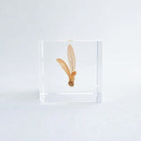 Sola Cube - Ant Tree (Catch The Flow)