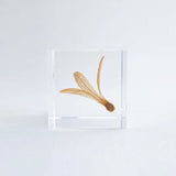 Sola Cube - Ant Tree (Catch The Flow)