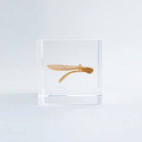 Sola Cube - Ant Tree (Catch The Flow)