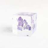 Sola Cube - Hydrangea