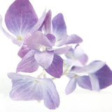 Sola Cube - Hydrangea