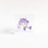 Sola Cube - Hydrangea