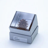 Sola Cube - Karamatsu (Unwavering Spirit)