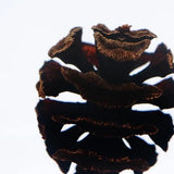 Sola Cube - Dawn Redwood (Reunion)