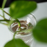 Milligram Studios - Propagation Vases - Clear Glass (set of 2)