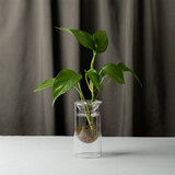 Milligram Studios - Propagation Vases - Clear Glass (set of 2)