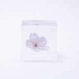 Sola Cube - Oh-Kanzakura / Sakura / Cherry Blossom