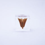 Sola Cube - Yellow Fennel Flower (Sweet Temptation)