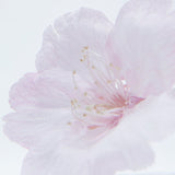 Sola Cube - Oh-Kanzakura / Sakura / Cherry Blossom