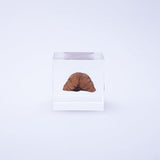 Sola Cube - Japanese Walnut (Harmony)