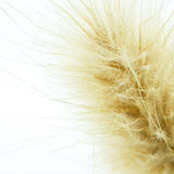 Sola Cube - Bunny Tail Grass (Strong Yet Gentle)
