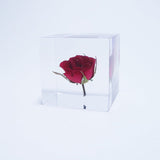 Sola Cube - Rose