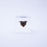 Sola Cube - Velvet Leaf (Powerful life)