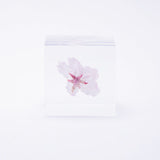 Sola Cube - Someiyoshino / Sakura / Cherry Blossom