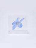 Sola Cube - Siberian Larkspur