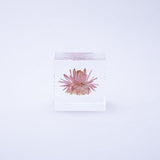 Sola Cube - Strawflower (Reliability)