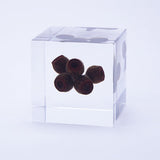 Sola Cube - Eucalyptus (Light My Fire)