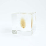 Sola Cube - Bunny Tail Grass (Strong Yet Gentle)