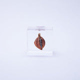 Sola Cube - Shell Ginger (Careless Caring)