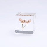 Sola Cube - Sea Lavender (Forever Charming)