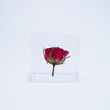 Sola Cube - Rose