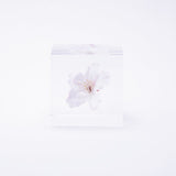 Sola Cube - Someiyoshino / Sakura / Cherry Blossom
