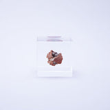 Sola Cube - Shell Ginger (Careless Caring)