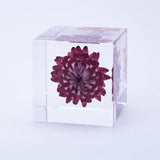 Sola Cube - Strawflower (Reliability)