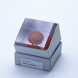 Sola Cube - Globe Amaranth (Love)
