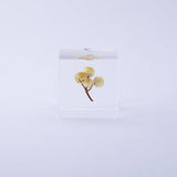 Sola Cube - Immortelle (Everlasting Sun)