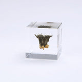 Sola Cube - Velvet Leaf (Powerful life)