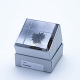 Sola Cube - Velvet Leaf (Powerful life)
