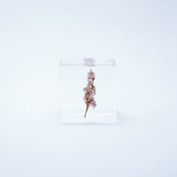 Sola Cube - Sea Lavender (Forever Charming)