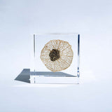 Sola Cube - Chinese Lantern (Illuminate Your Path)