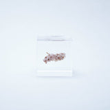 Sola Cube - Sea Lavender (Forever Charming)