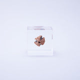 Sola Cube - Shell Ginger (Careless Caring)