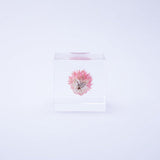 Sola Cube - Globe Amaranth (Love)