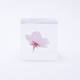 Sola Cube - Oh-Kanzakura / Sakura / Cherry Blossom