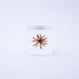 Sola Cube - Yellow Fennel Flower (Sweet Temptation)