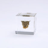 Sola Cube - Velvet Leaf (Powerful life)