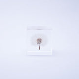 Sola Cube - Dandelion (Live with the Wind)