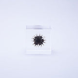 Sola Cube - Velvet Leaf (Powerful life)