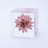 Sola Cube - Strawflower (Reliability)