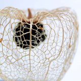 Sola Cube - Chinese Lantern (Illuminate Your Path)