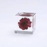 Sola Cube - Strawflower (Reliability)